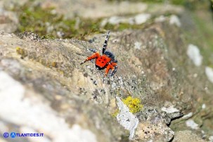 Eresus moravicus (Ragno coccinella della Moravia)