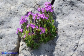 Erinus alpinus (Erino alpino)