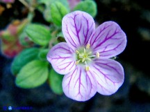 Vai al capitolo ERODIUM CORSICUM. Go to section ERODIUM CORSICUM