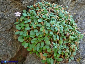 Erodium corsicum (Becco di gru corso)
