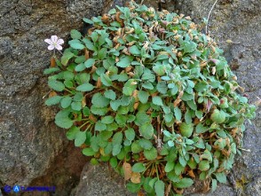 Erodium corsicum (Becco di gru corso)