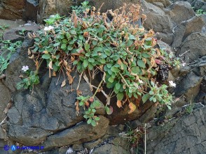 Erodium corsicum (Becco di gru corso)
