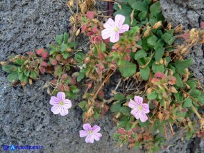 Erodium corsicum (Becco di gru corso)