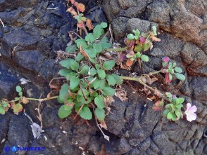 Erodium corsicum (Becco di gru corso)