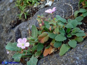 Erodium corsicum (Becco di gru corso)