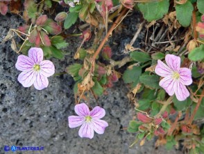 Erodium corsicum (Becco di gru corso)