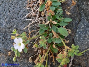 Erodium corsicum (Becco di gru corso) bianco