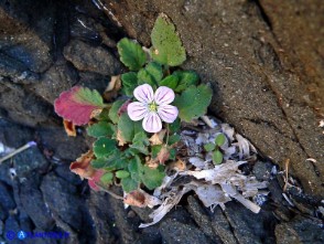 Erodium corsicum (Becco di gru corso)