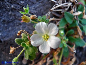 Erodium corsicum (Becco di gru corso) bianco