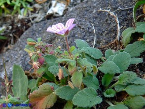 Erodium corsicum (Becco di gru corso)