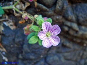 Erodium corsicum (Becco di gru corso)