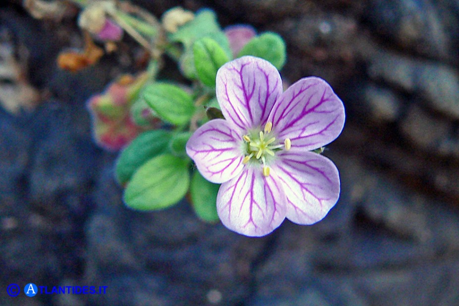 Erodium corsicum (Becco di gru corso)