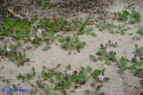 Erodium laciniatum (Becco di gru laciniato)