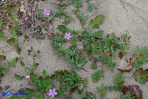 Erodium laciniatum (Becco di gru laciniato)