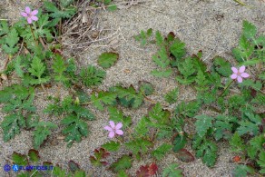 Erodium laciniatum (Becco di gru laciniato)