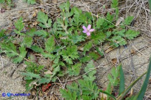 Erodium laciniatum (Becco di gru laciniato)