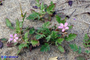 Erodium laciniatum (Becco di gru laciniato)