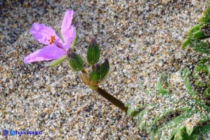 Erodium laciniatum (Becco di gru laciniato)