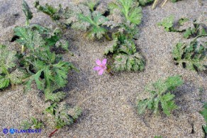 Erodium laciniatum (Becco di gru laciniato)