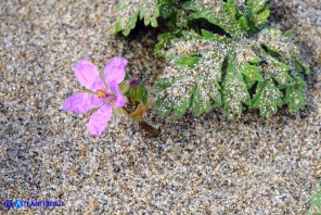 Erodium laciniatum (Becco di gru laciniato)