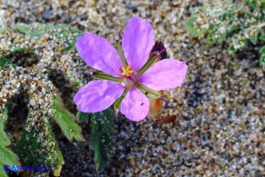 Erodium laciniatum (Becco di gru laciniato)