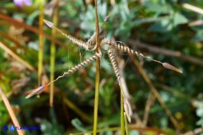 Erodium laciniatum (Becco di gru laciniato): gli acheni