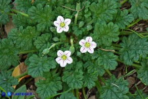 Erodium maritimum (Becco di gru marittimo)