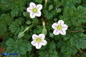 Erodium maritimum (Becco di gru marittimo)