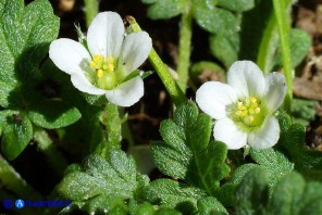 Erodium maritimum (Becco di gru marittimo)