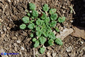 Erodium maritimum (Becco di gru marittimo)