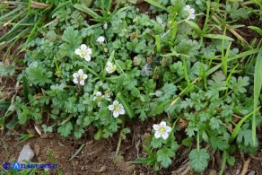 Erodium maritimum (Becco di gru marittimo)