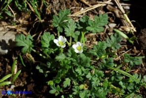 Erodium maritimum (Becco di gru marittimo)