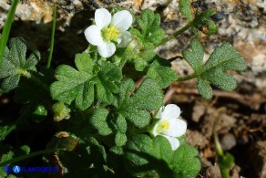 Erodium maritimum (Becco di gru marittimo)