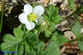 Erodium maritimum (Becco di gru marittimo)