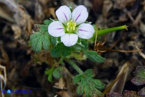 Erodium maritimum (Becco di gru marittimo)