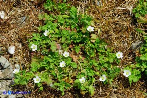 Erodium maritimum (Becco di gru marittimo)