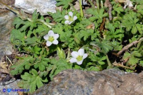 Erodium maritimum (Becco di gru marittimo)