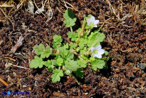 Erodium maritimum (Becco di gru marittimo)