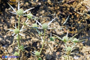 Eryngium tricuspidatum subsp. tricuspidatum (Calcatreppola triscuspidata)