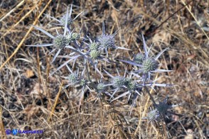Eryngium tricuspidatum subsp. tricuspidatum (Calcatreppola triscuspidata)