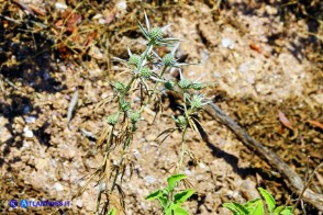 Eryngium tricuspidatum subsp. tricuspidatum (Calcatreppola triscuspidata)