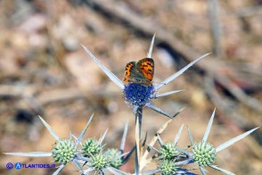 Eryngium tricuspidatum subsp. tricuspidatum (Calcatreppola triscuspidata)