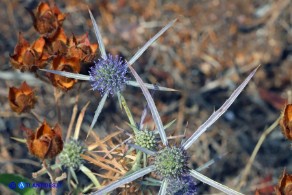 Eryngium tricuspidatum subsp. tricuspidatum (Calcatreppola triscuspidata)