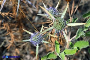 Eryngium tricuspidatum subsp. tricuspidatum (Calcatreppola triscuspidata)