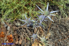 Eryngium tricuspidatum subsp. tricuspidatum (Calcatreppola triscuspidata)