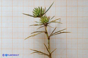 Eryngium tricuspidatum subsp. tricuspidatum (Calcatreppola triscuspidata)
