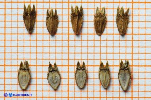 Eryngium tricuspidatum subsp. tricuspidatum (Calcatreppola triscuspidata): gli acheni