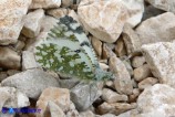 Euchloe insularis (Cavolaia isolana)