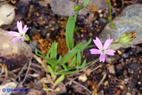 Eudianthe laeta (Silene lieta)