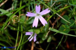 Eudianthe laeta (Silene lieta)